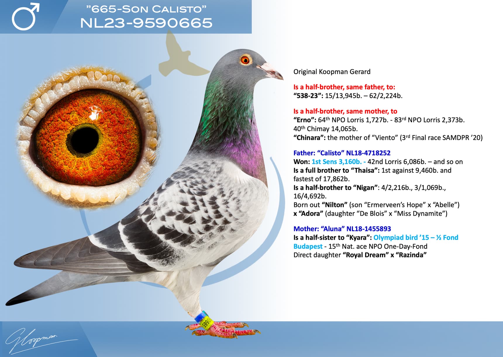pigeon: undefined