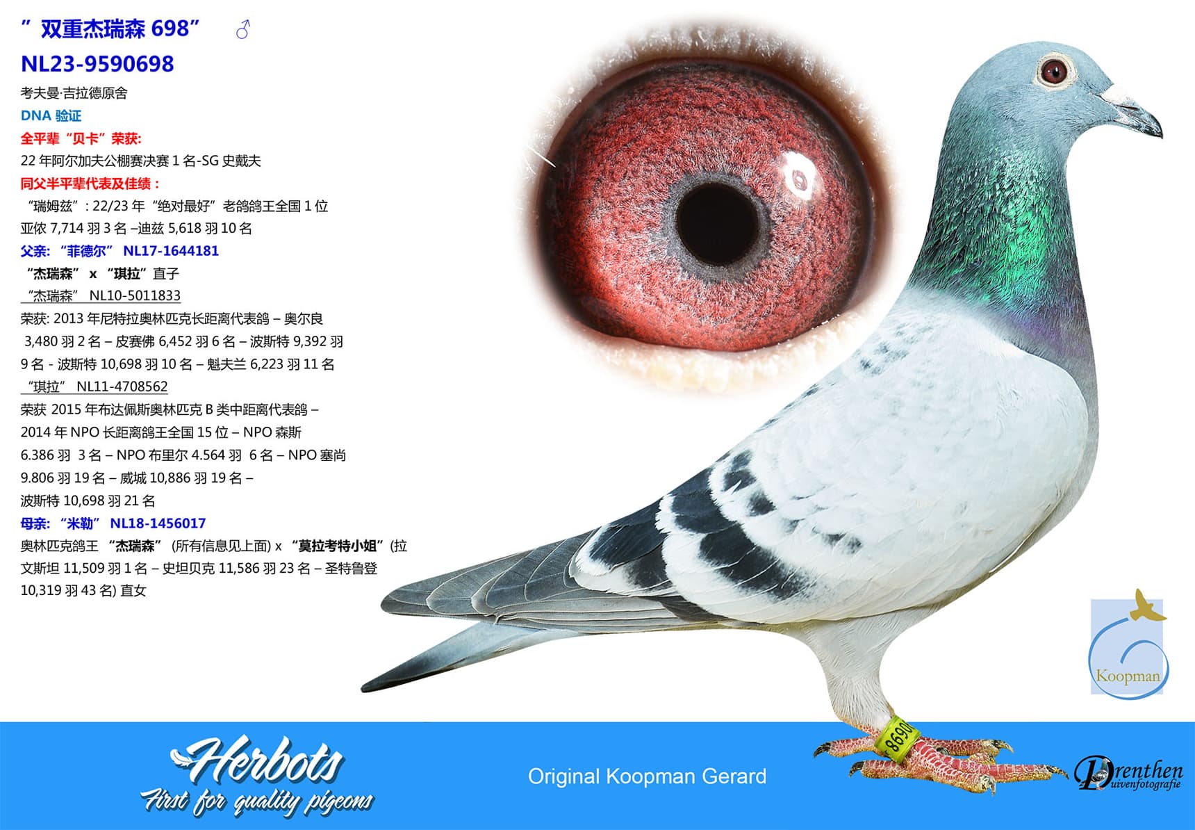 pigeon: undefined