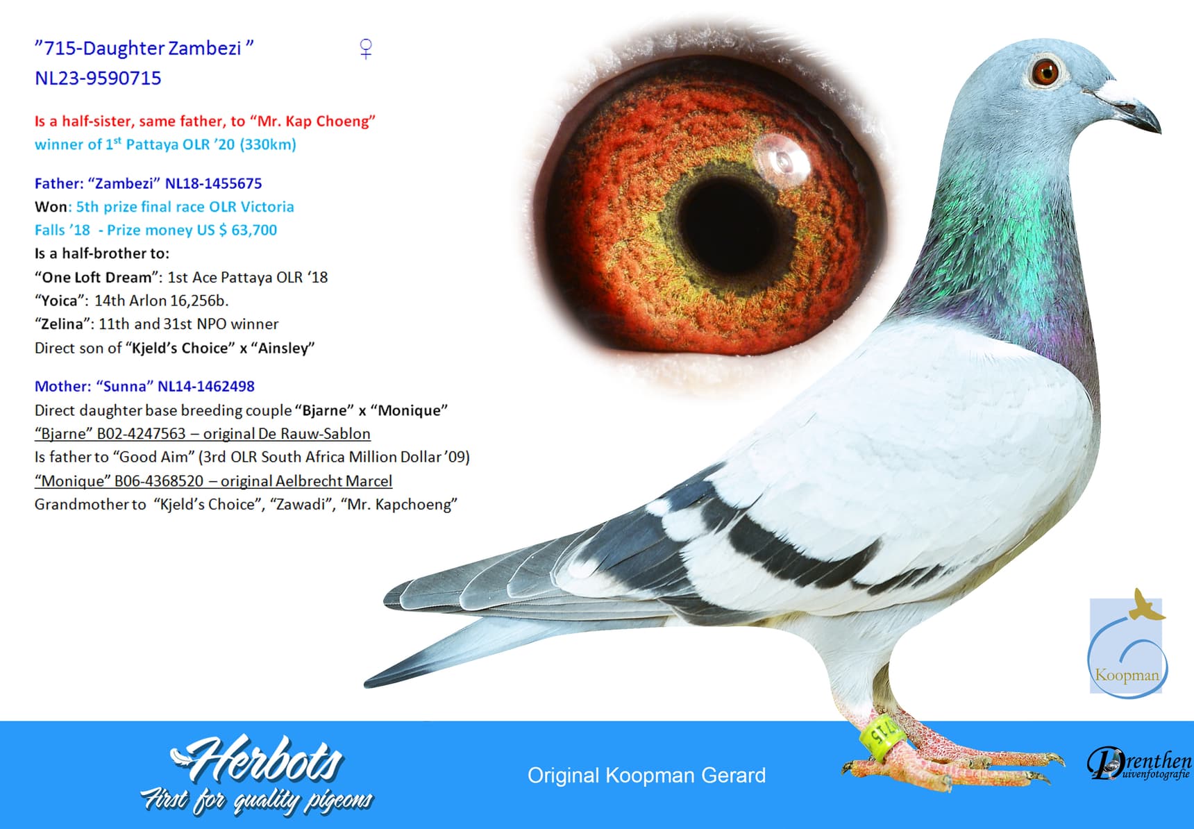 pigeon: ”715-Daughter Zambezi ”