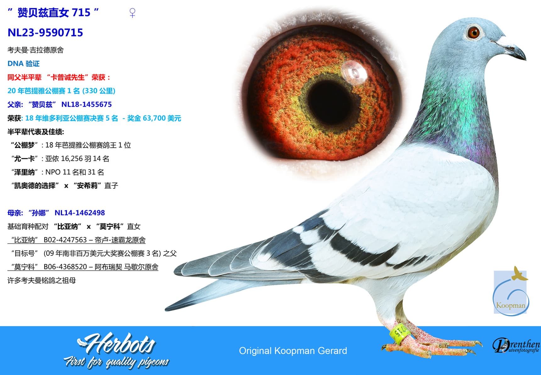 pigeon: undefined