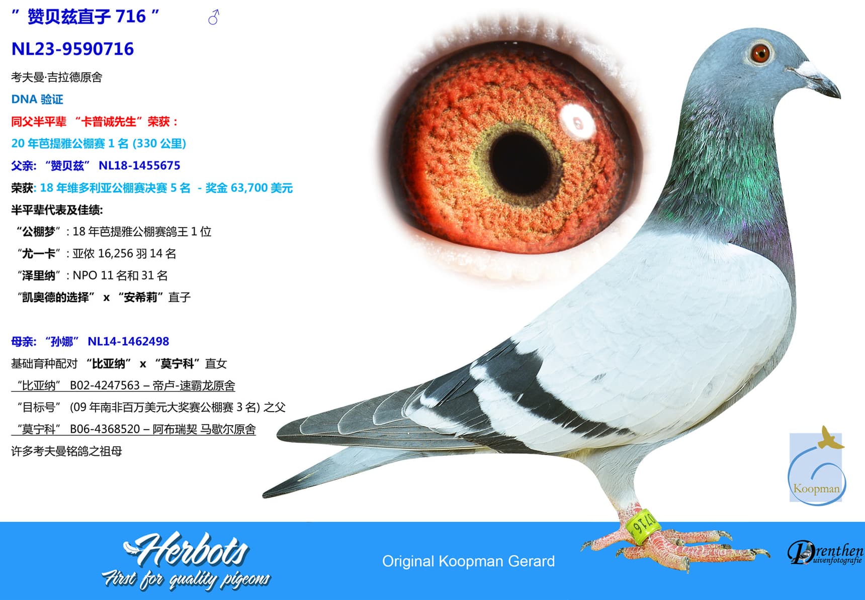 pigeon: undefined