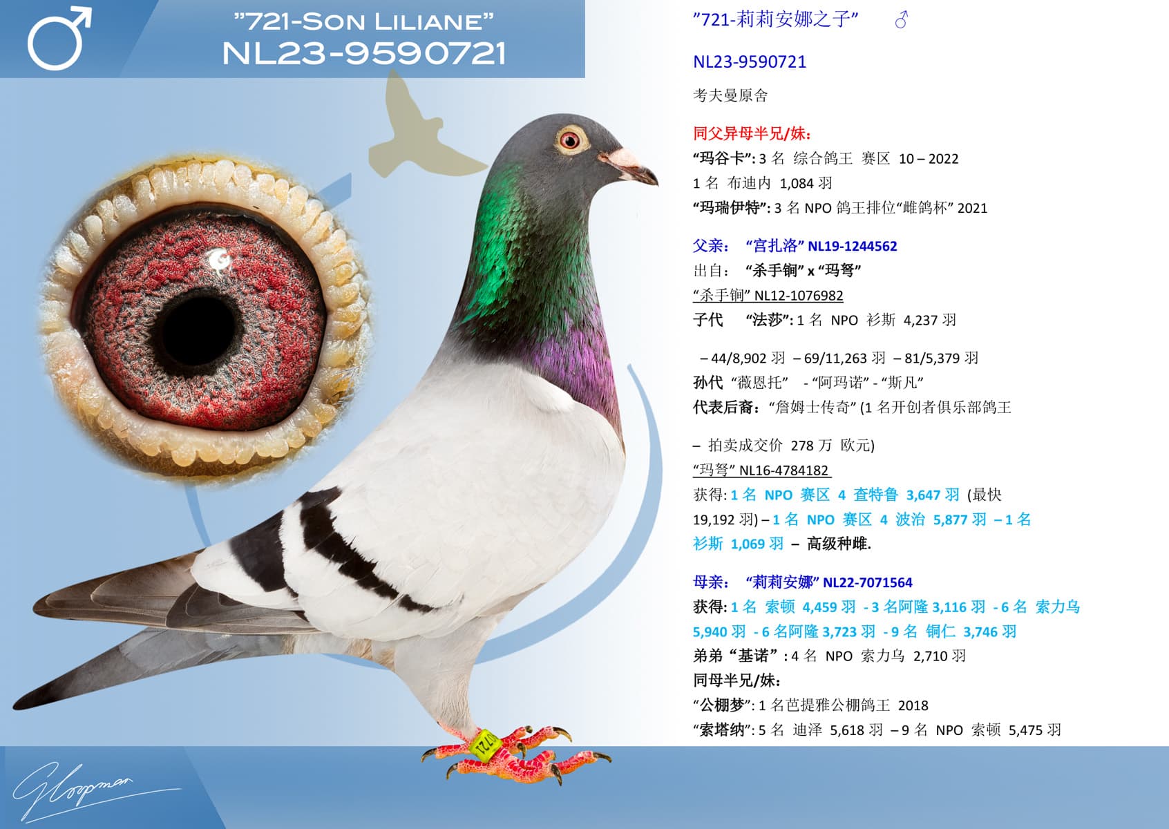 pigeon: undefined