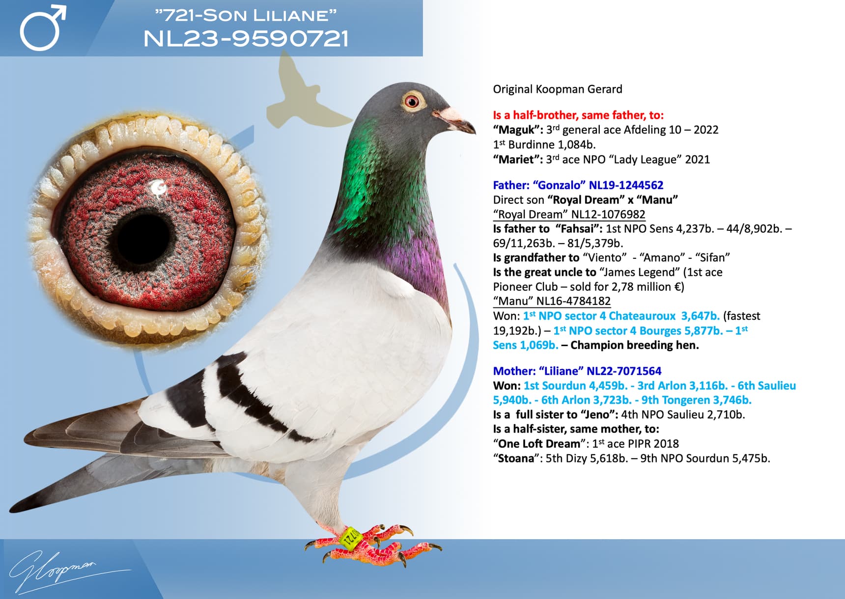pigeon: undefined