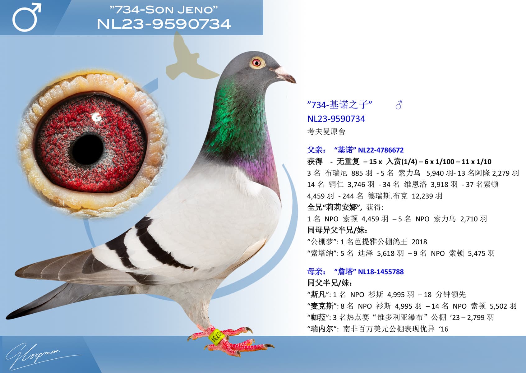pigeon: undefined