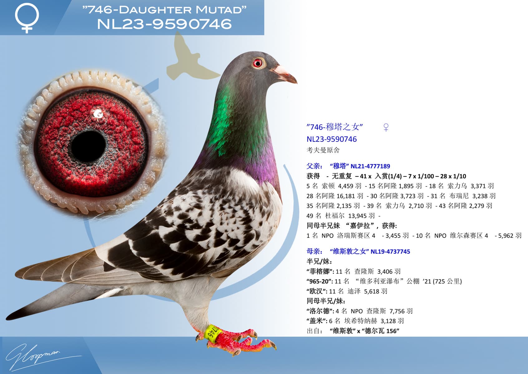 pigeon: undefined