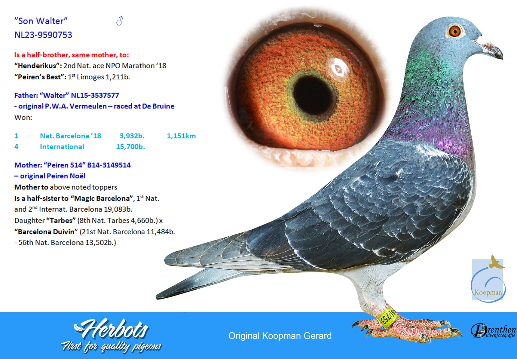 pigeon: ”Son Walter”