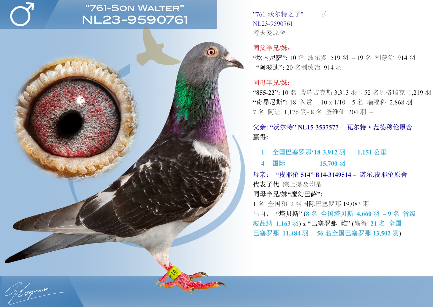 pigeon: undefined