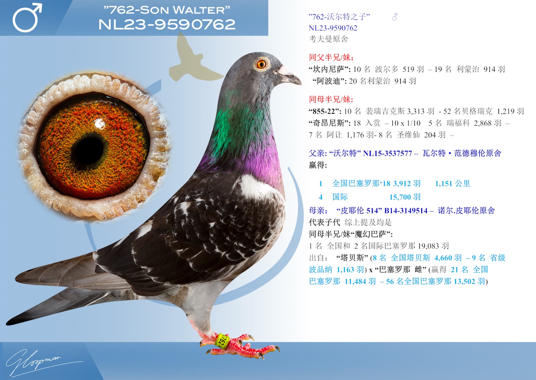 pigeon: undefined