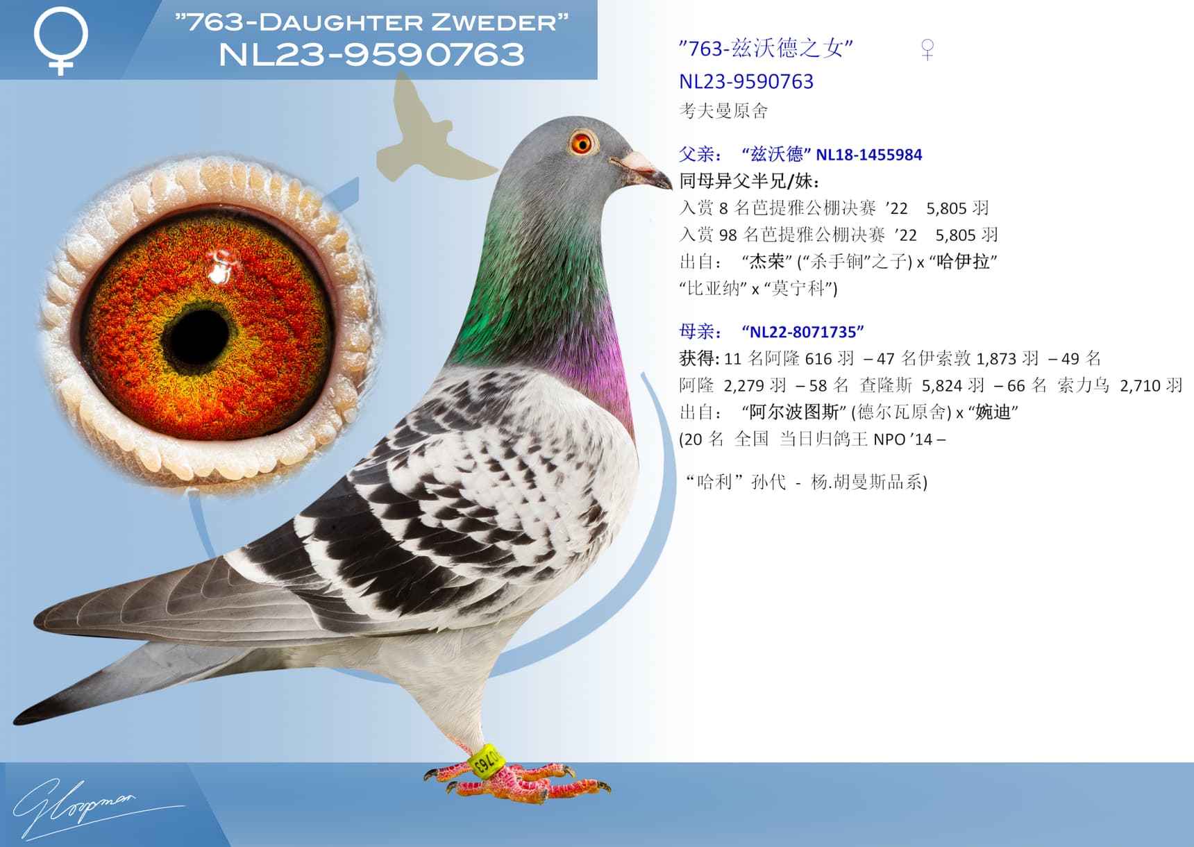 pigeon: undefined
