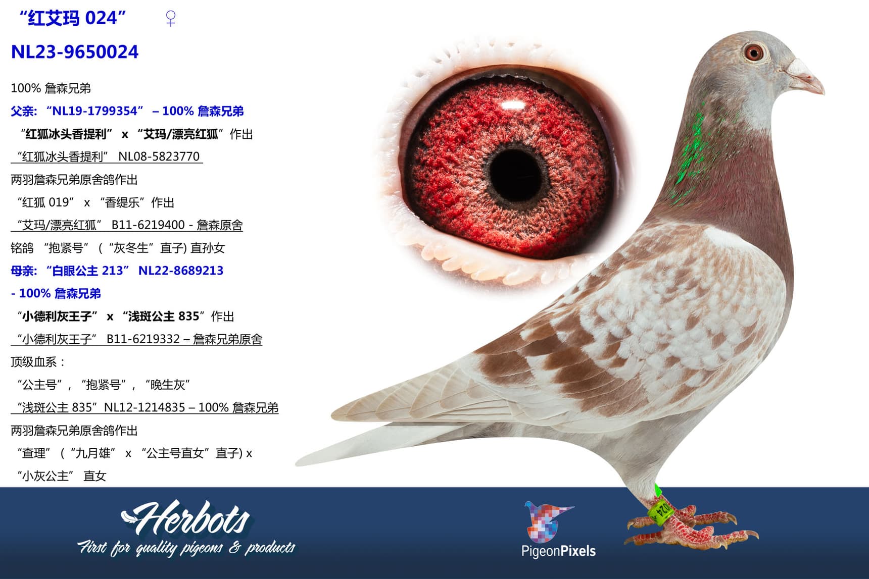 pigeon: “红艾玛 024”