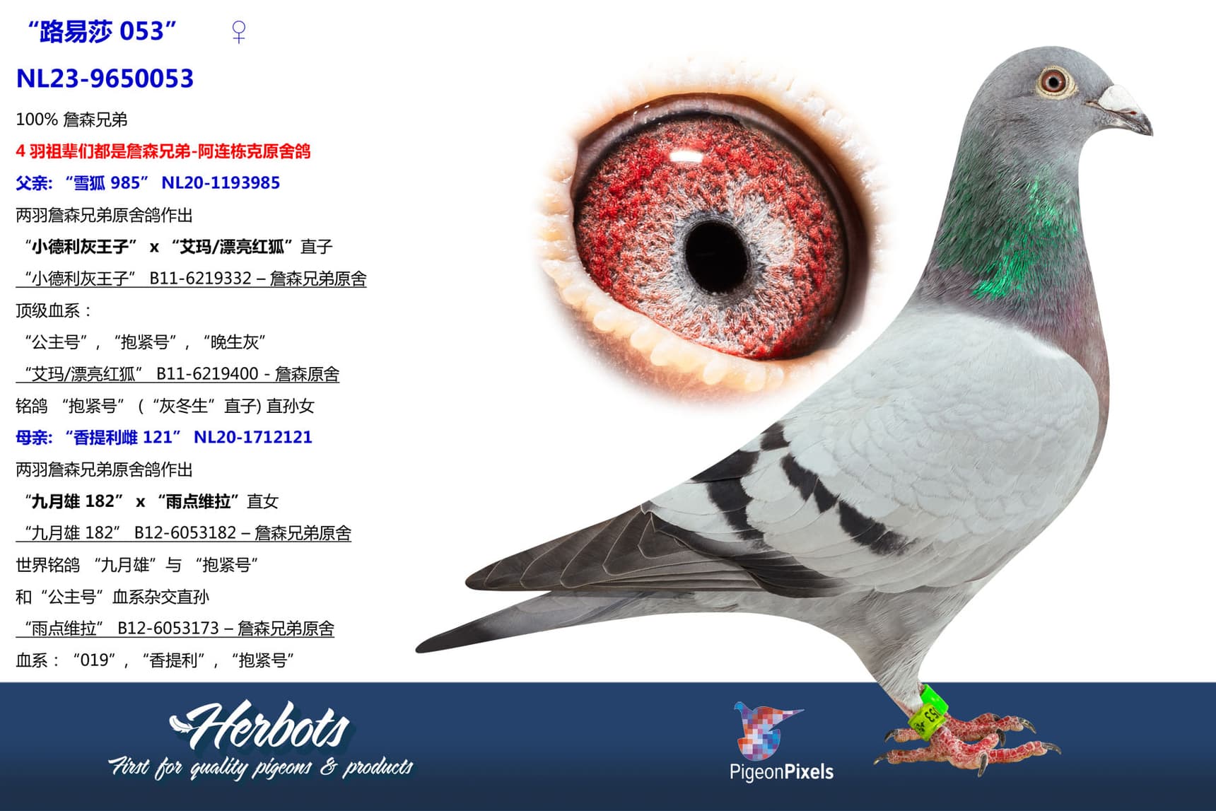 pigeon: “路易莎 053”