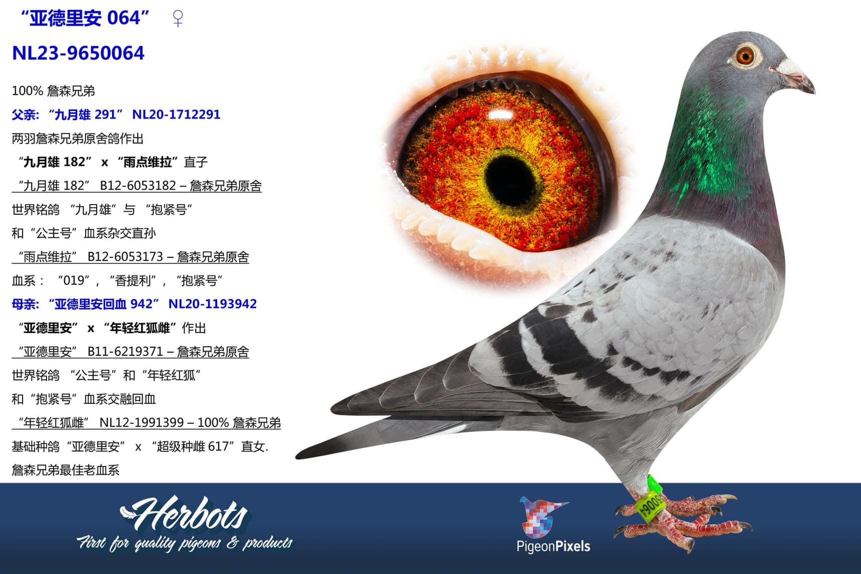 pigeon: “亚德里安 064”