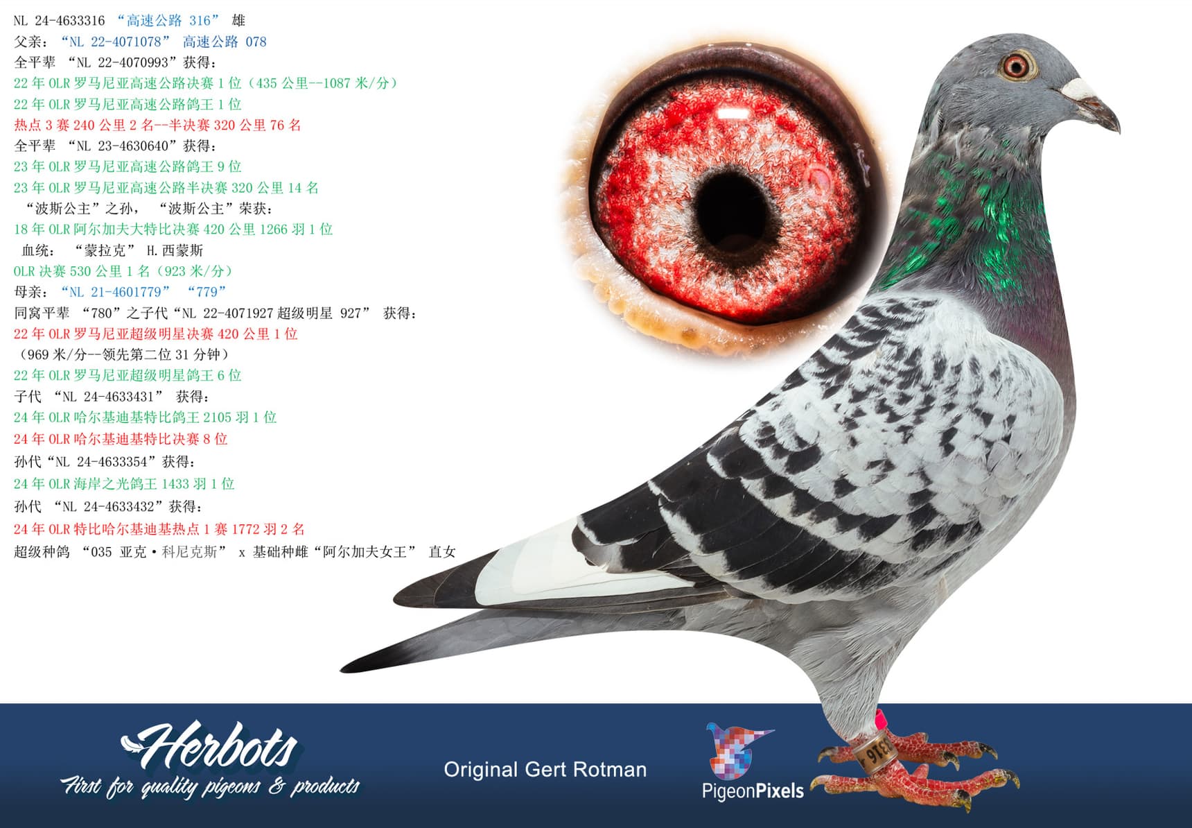 pigeon: undefined