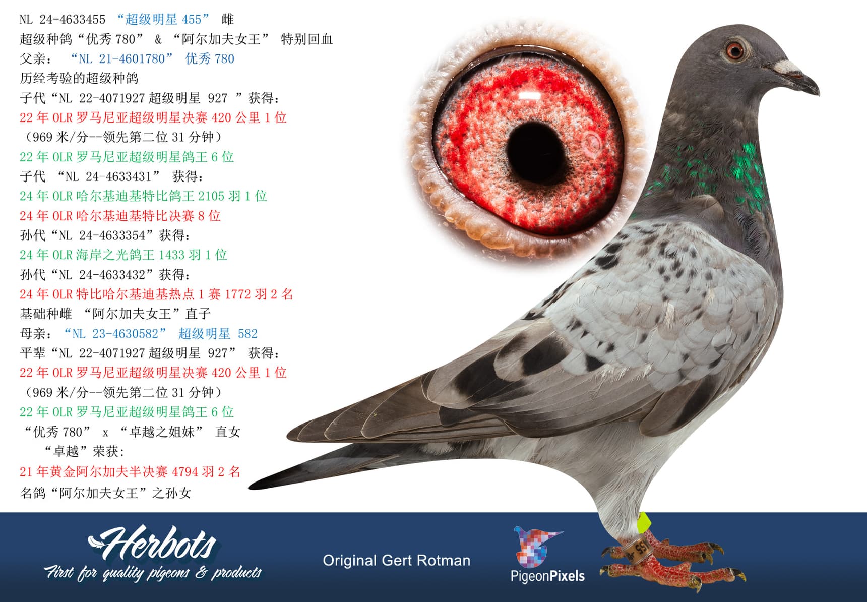 pigeon: “超级明星455”