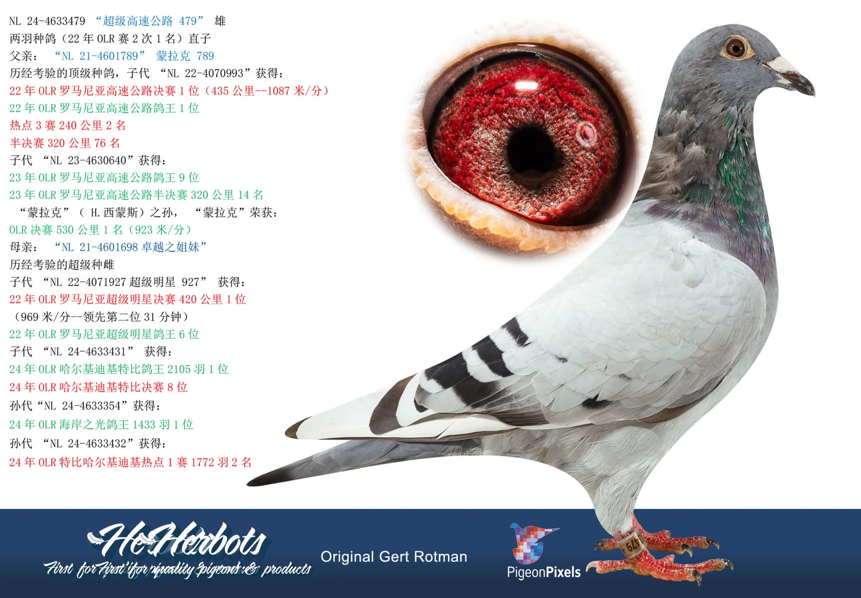pigeon: “超级高速公路 479”