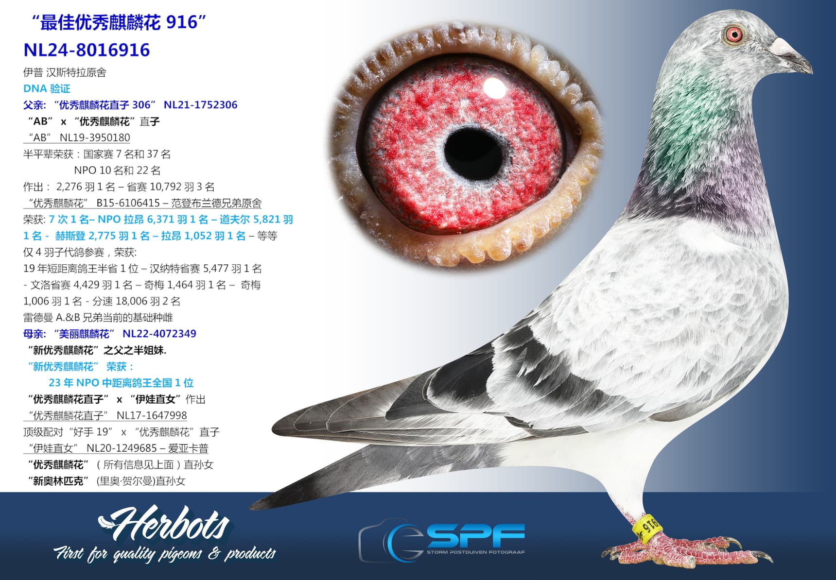 pigeon: “最佳优秀麒麟花 916”