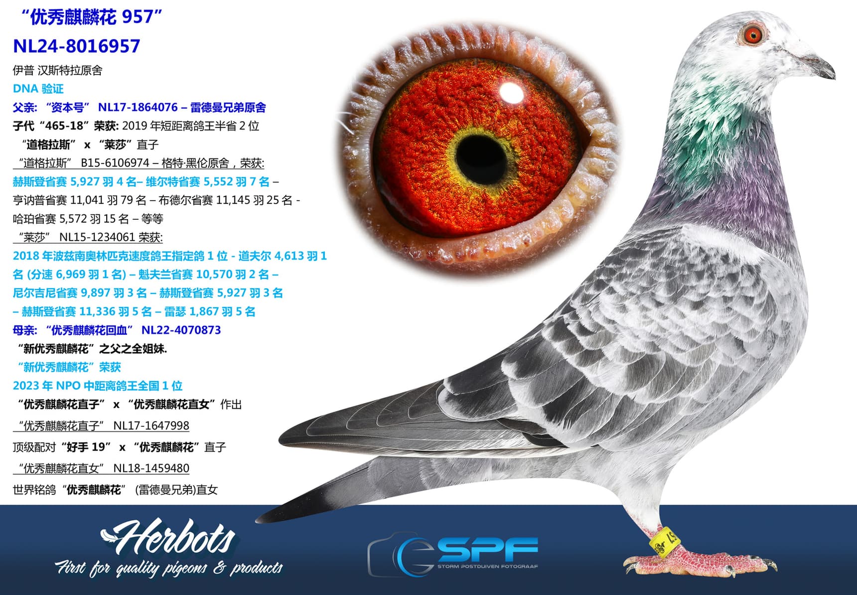 pigeon: “优秀麒麟花 957”