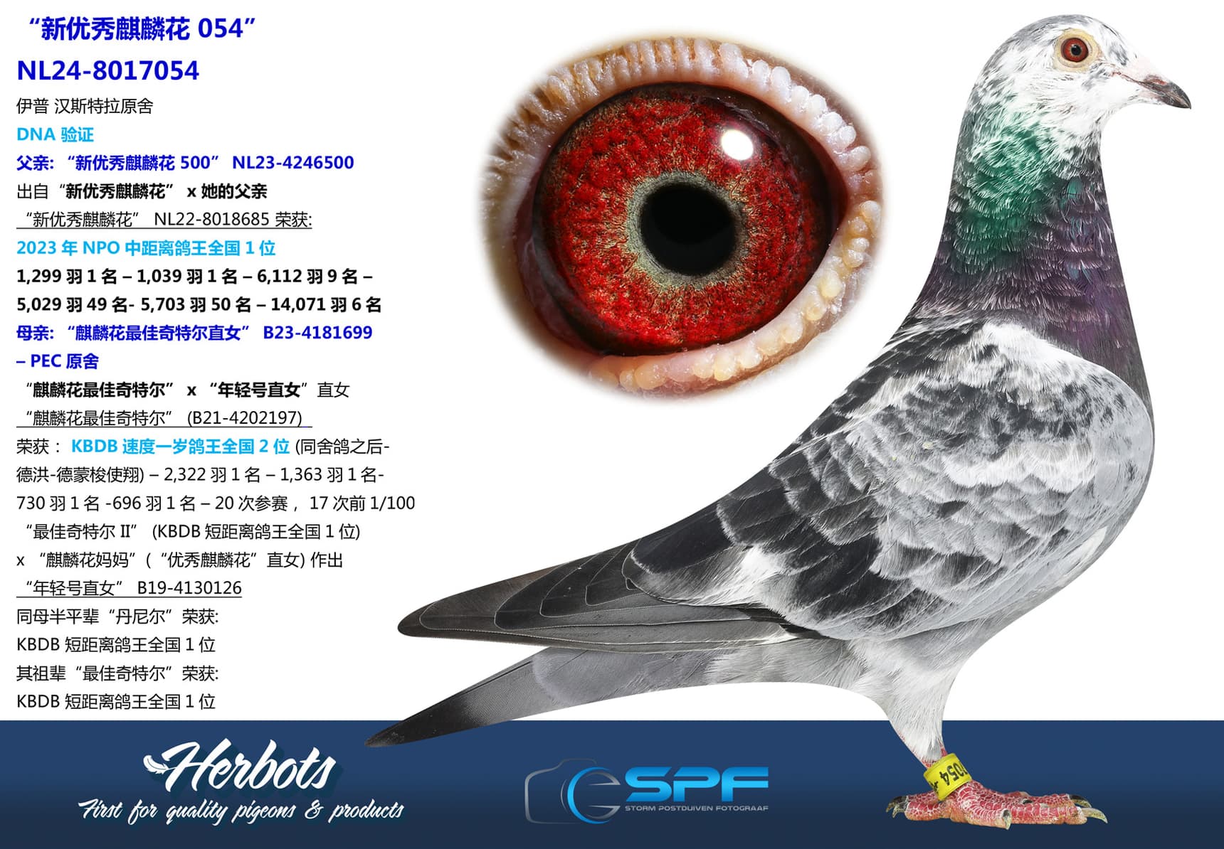 pigeon: “新优秀麒麟花 054”