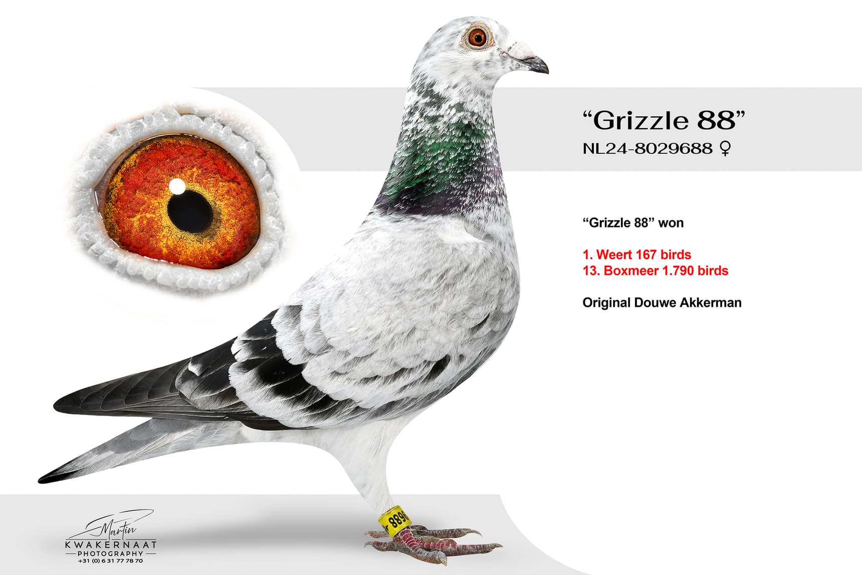 ‘Grizzle 88’