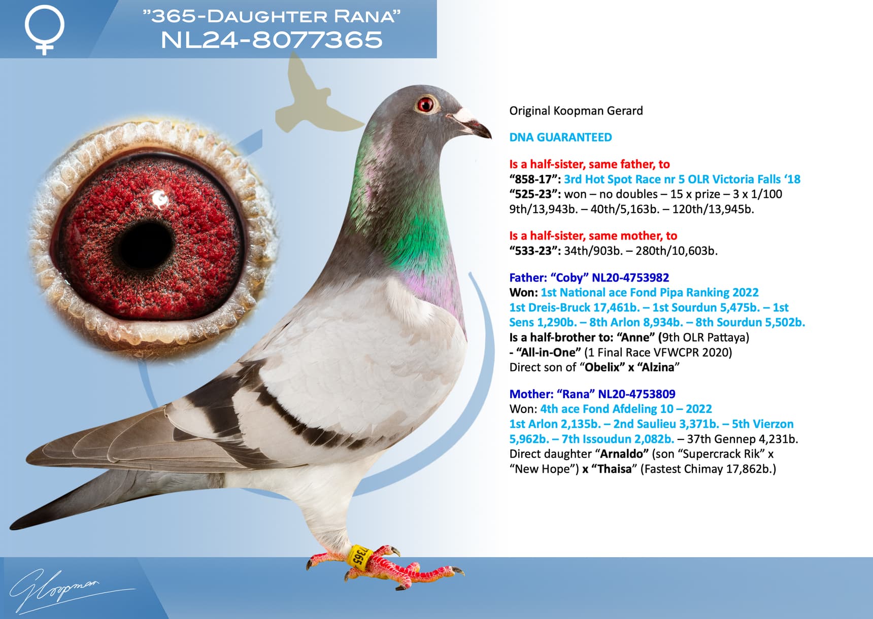 pigeon: undefined