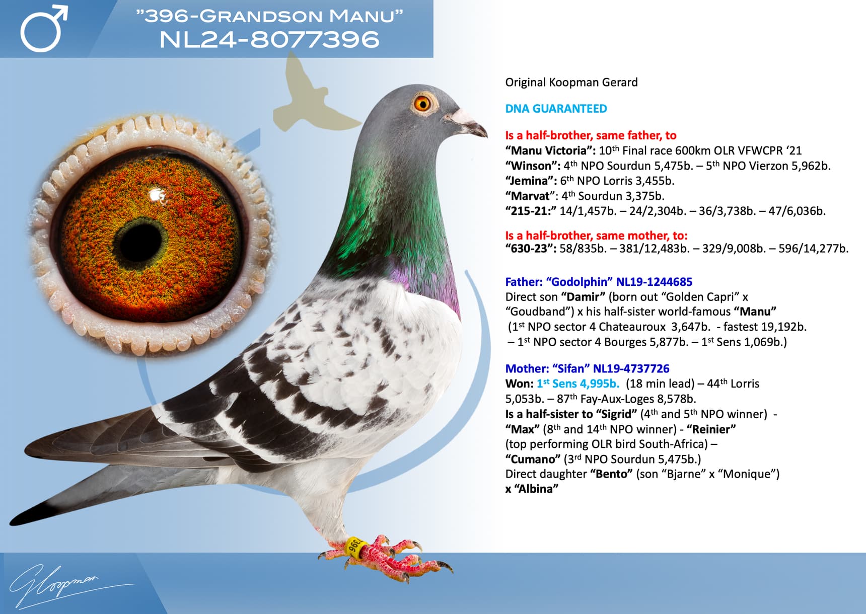 pigeon: ”396-Grandson Manu”