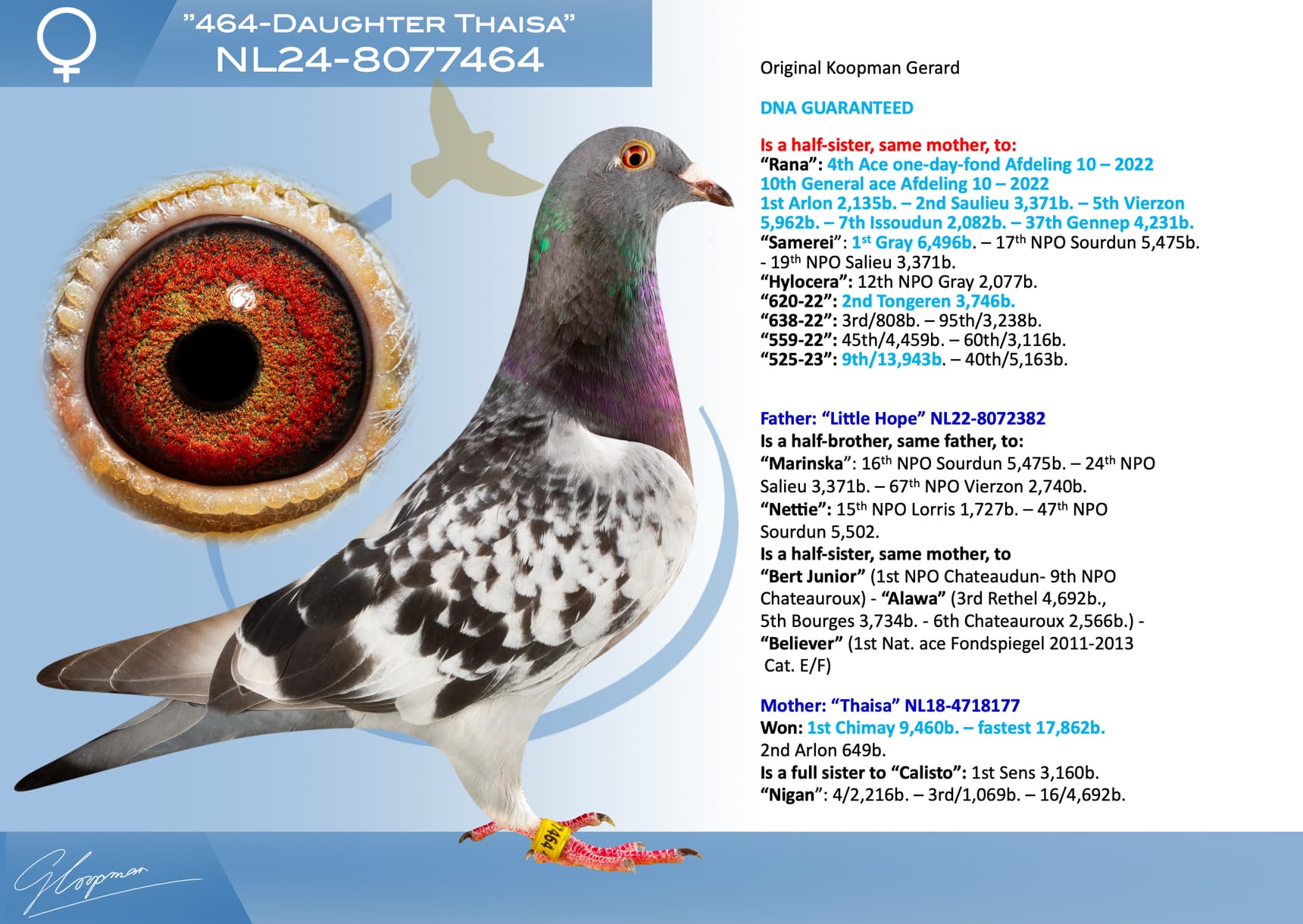 pigeon: ”464-Daughter Thaisa”