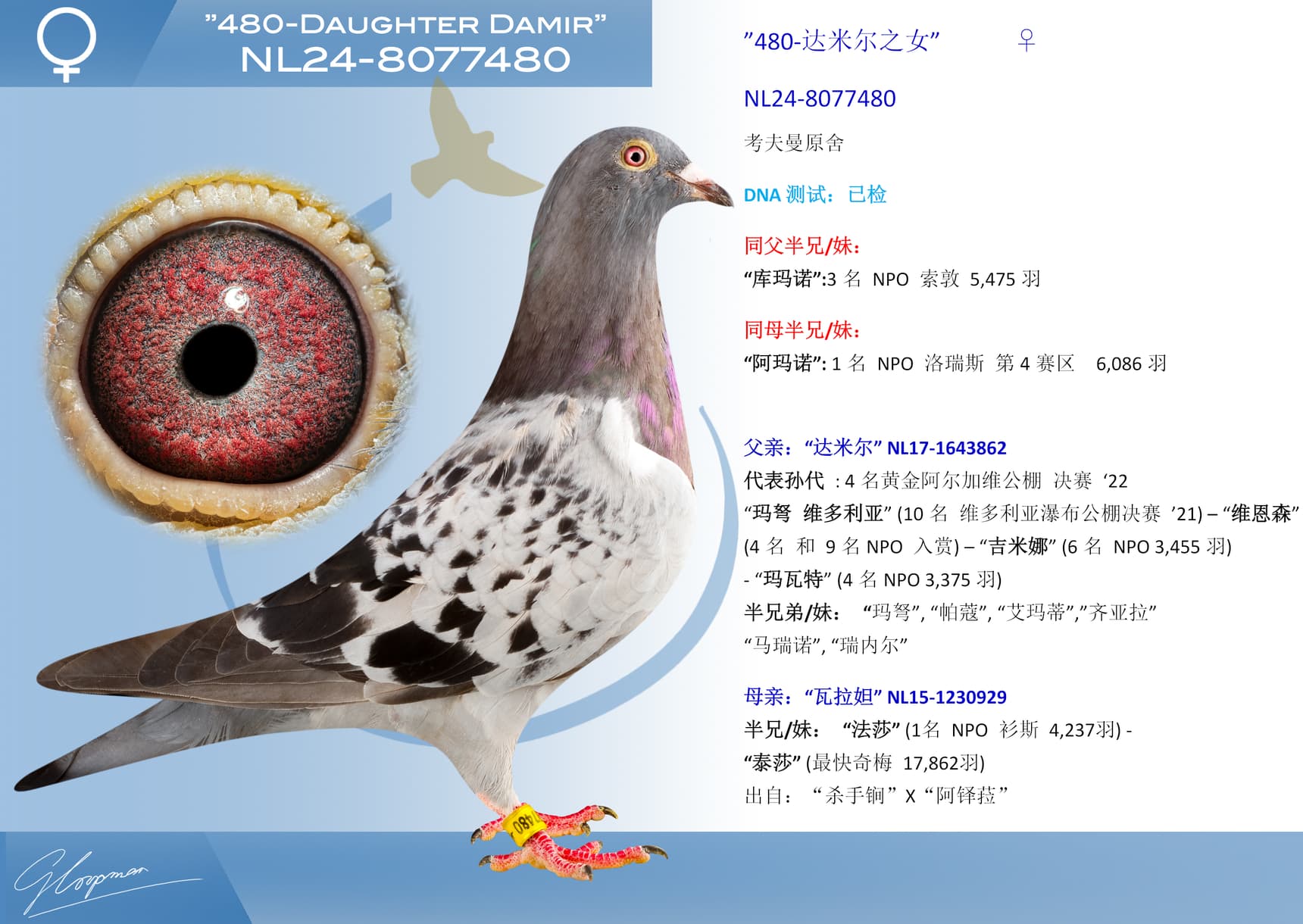 pigeon: ”480-达米尔之女”