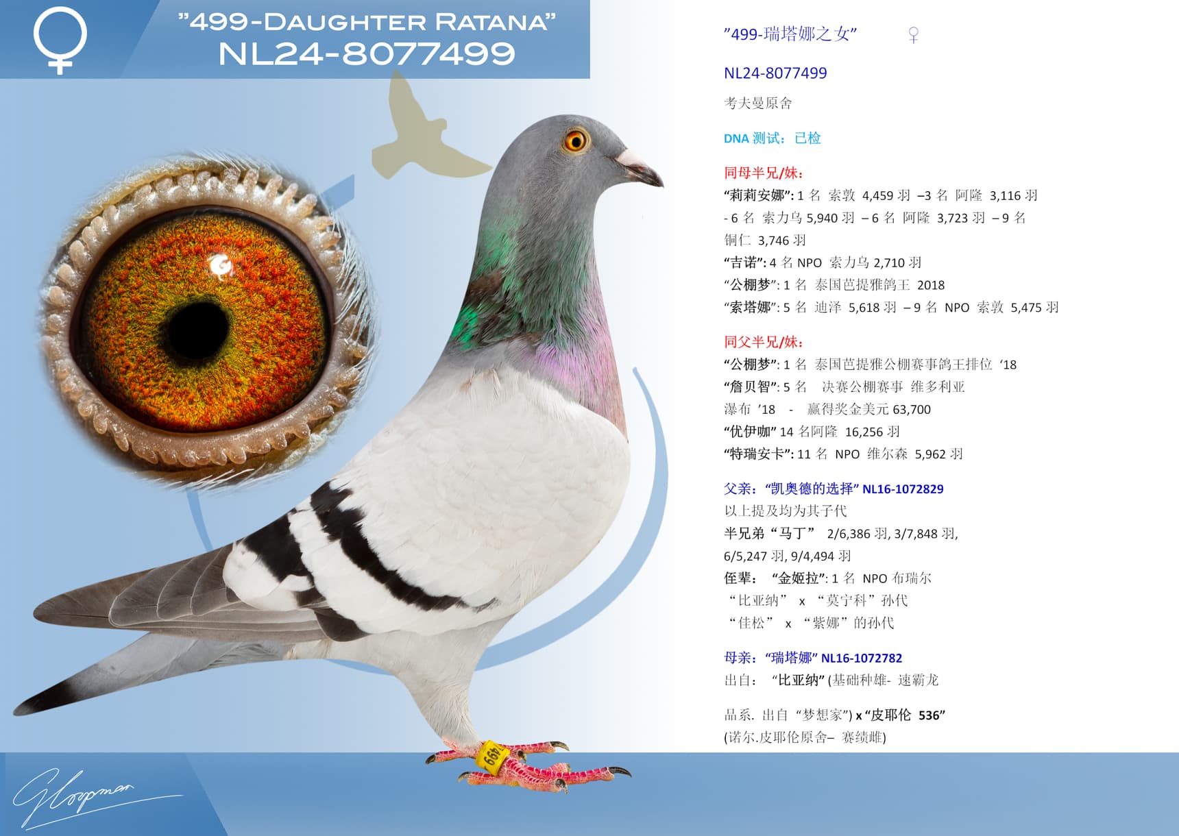 pigeon: ”499-瑞塔娜之女”