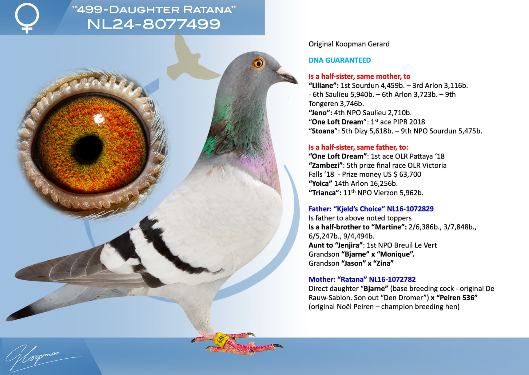 pigeon: undefined
