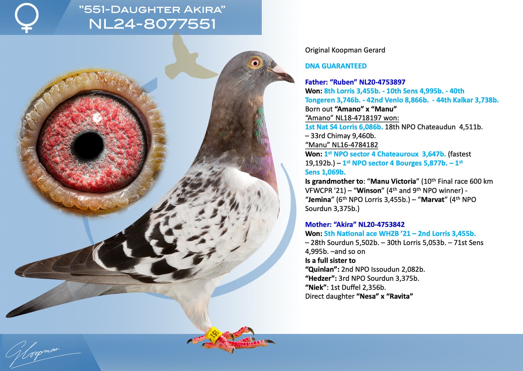 pigeon: undefined
