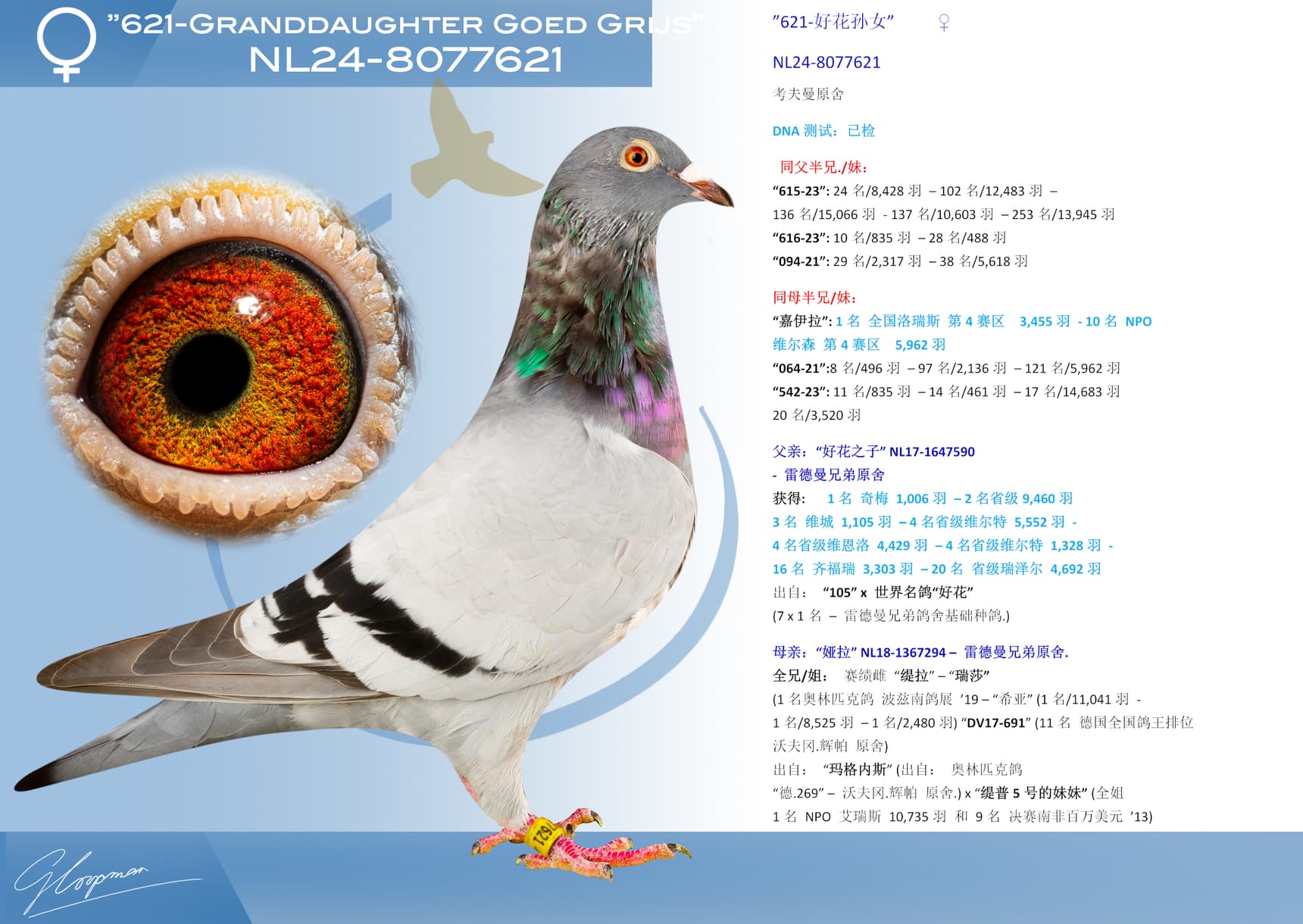 pigeon: ”621-好花孙女”