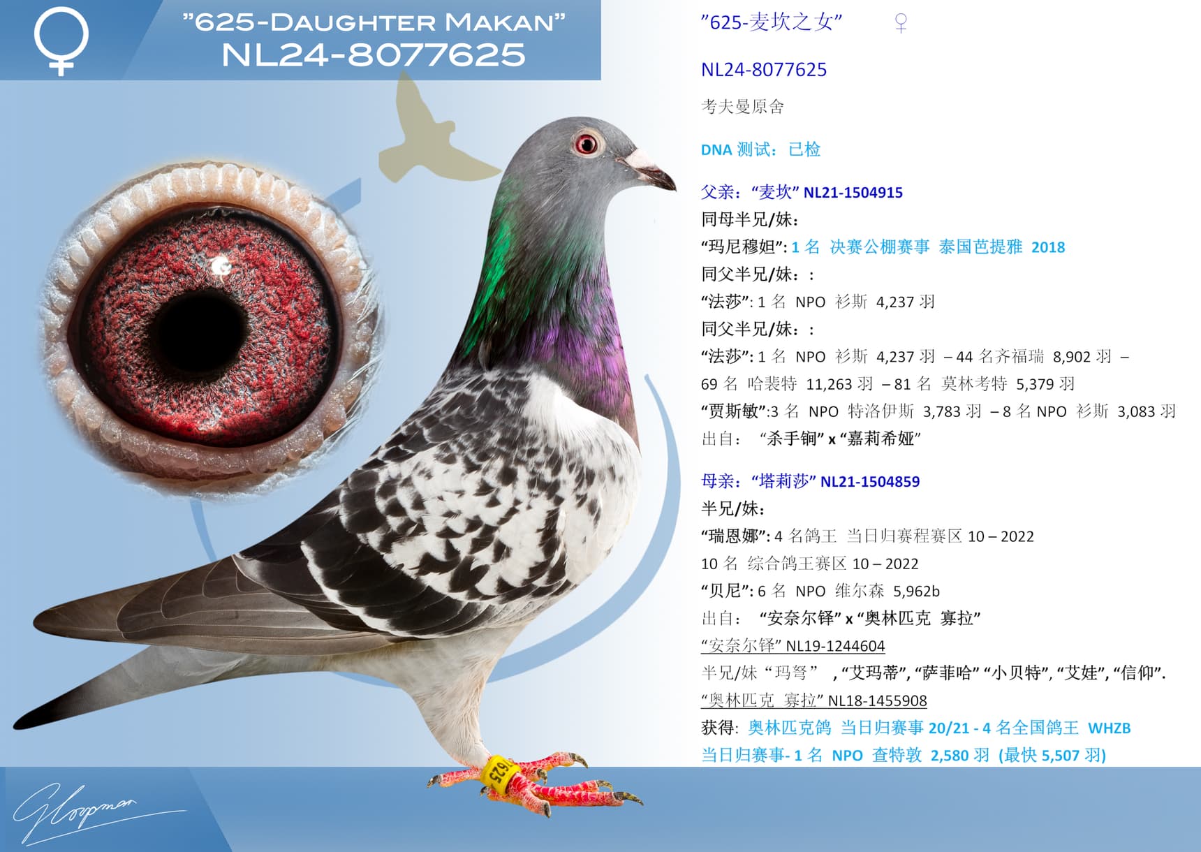 pigeon: undefined