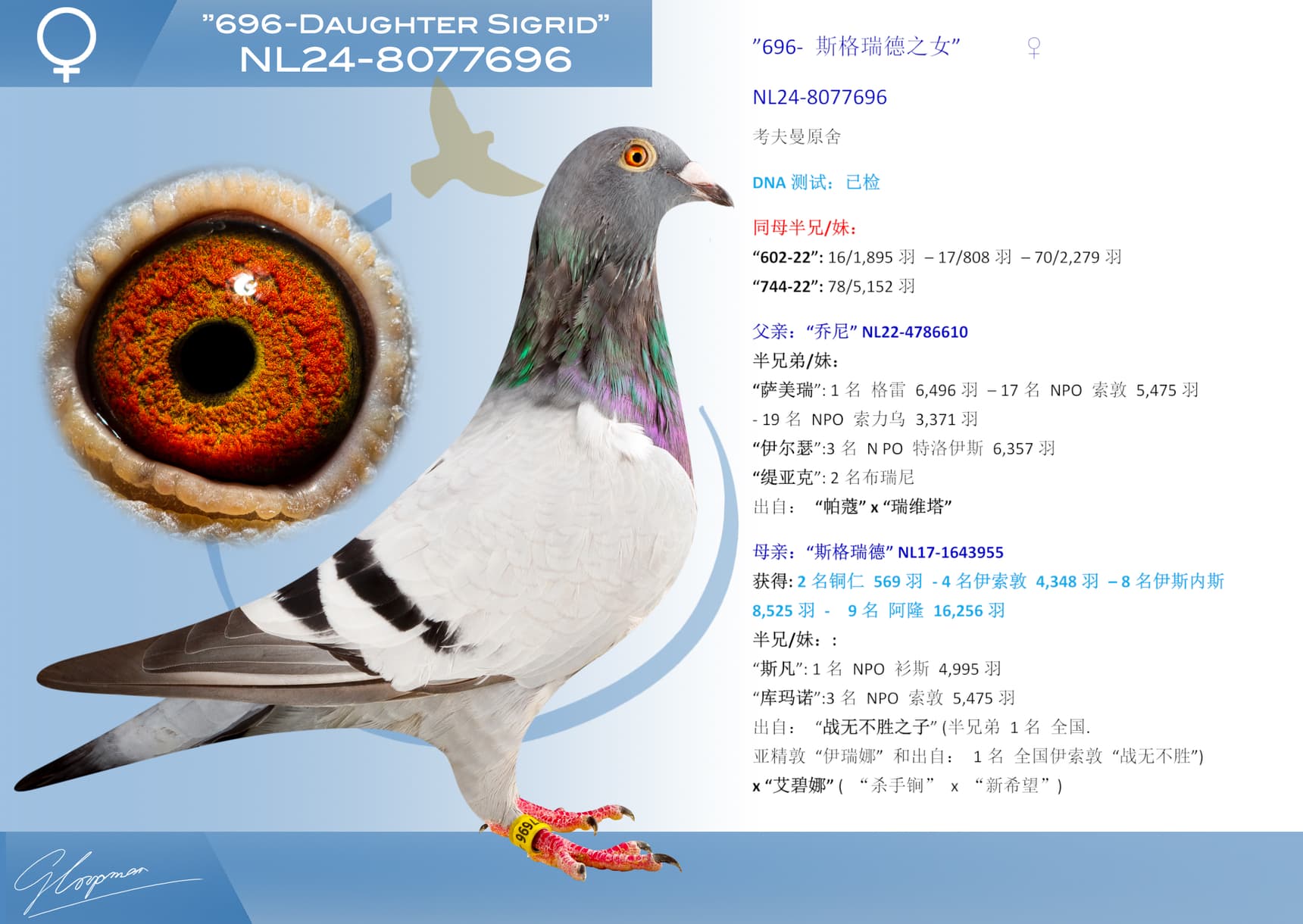 pigeon: undefined