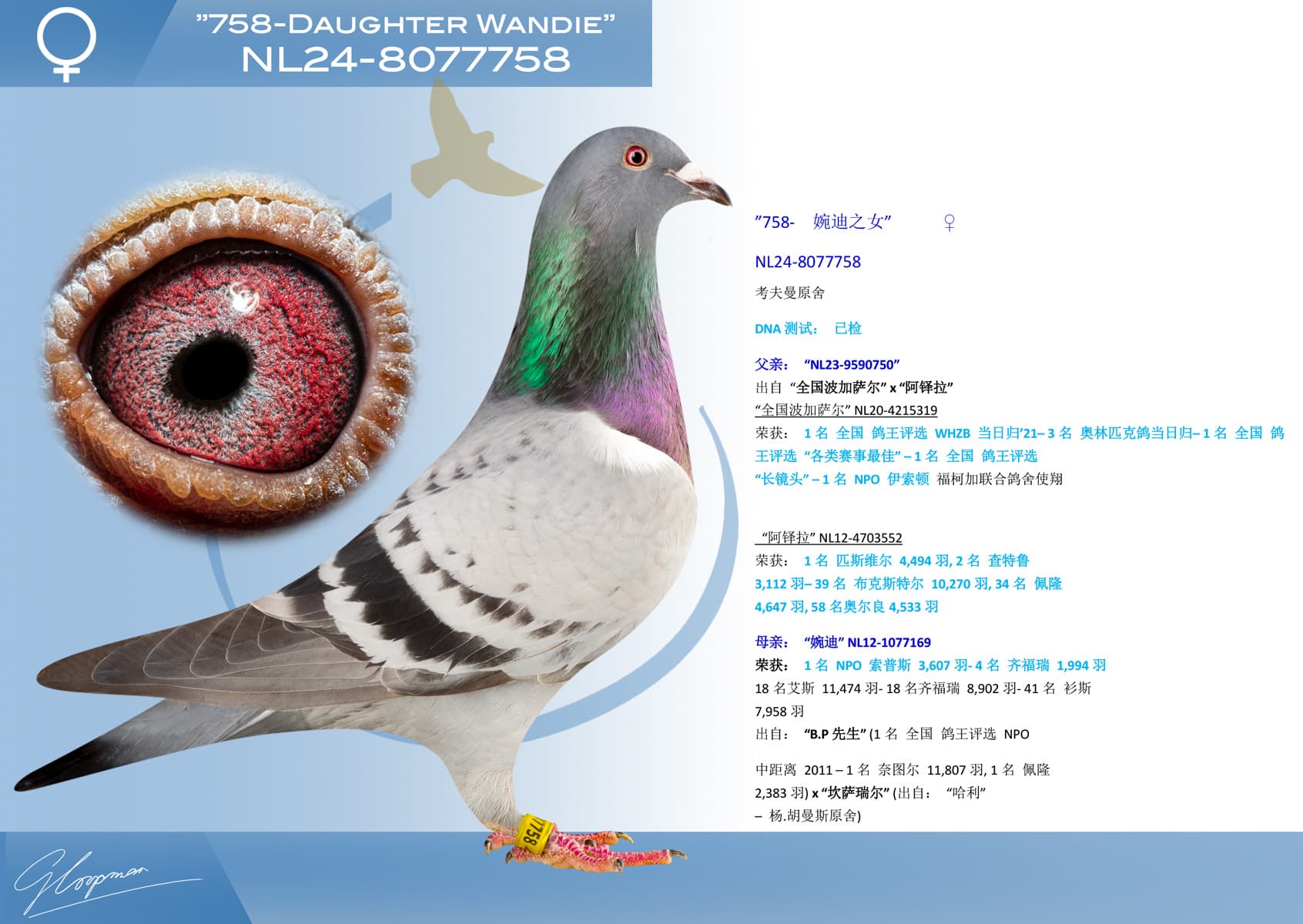 pigeon: undefined