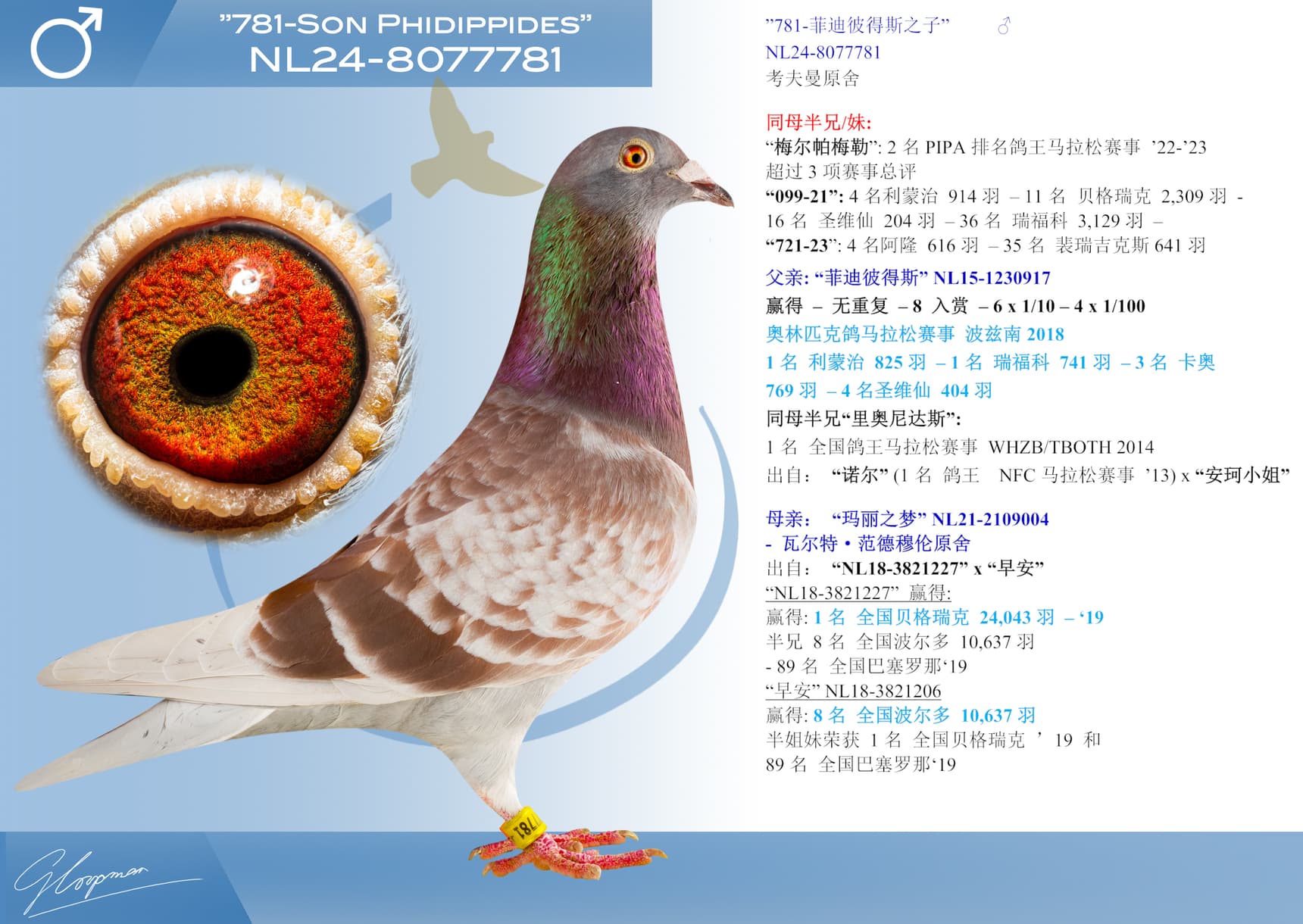 pigeon: ”781-菲迪彼得斯之子”