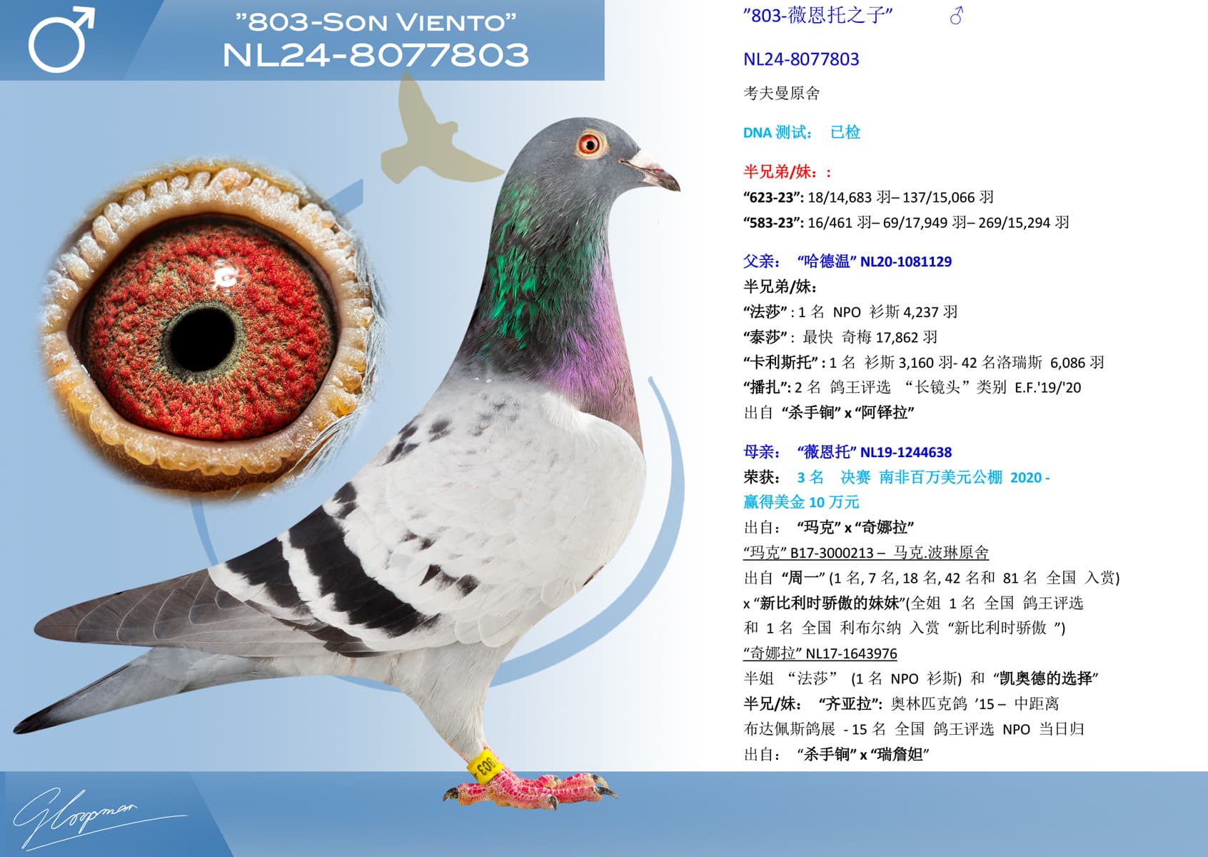 pigeon: undefined