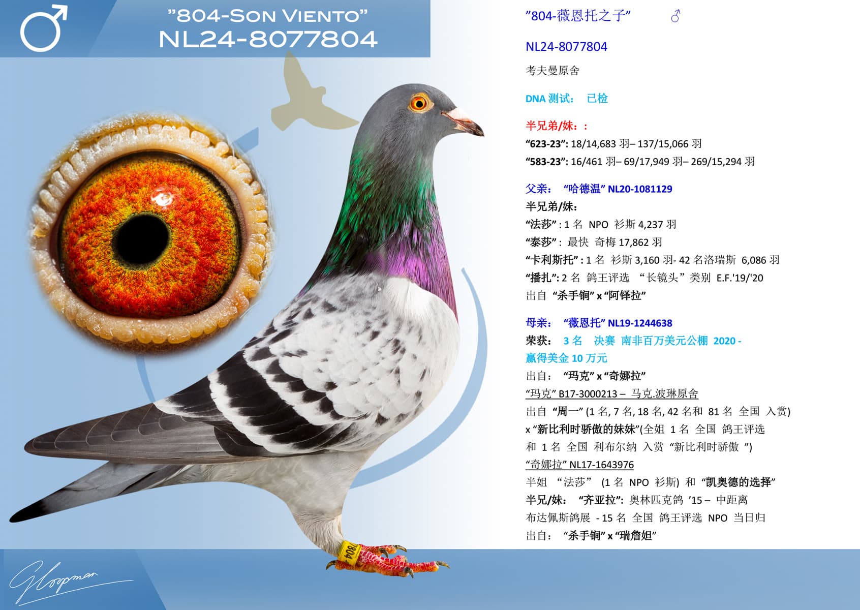 pigeon: undefined