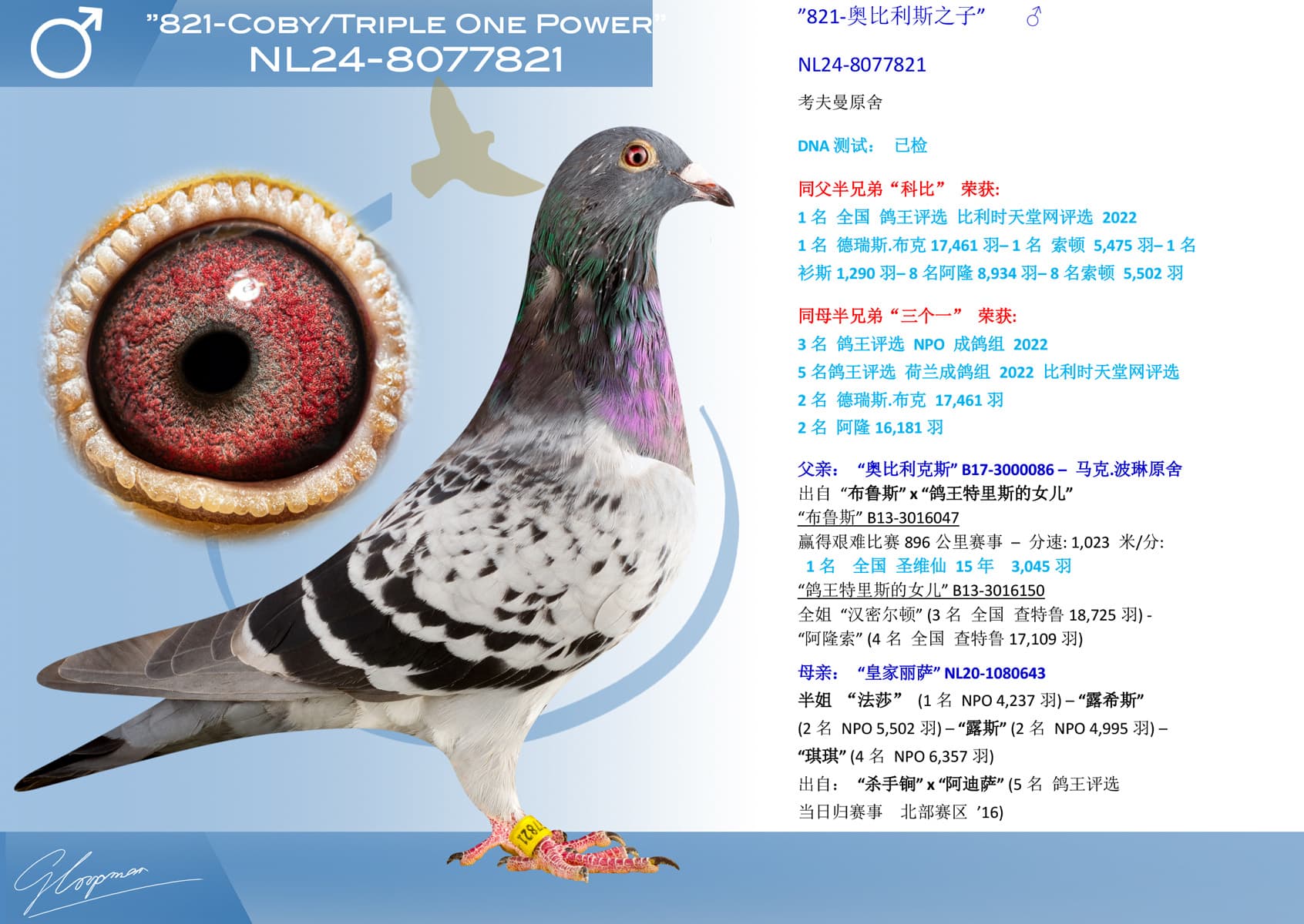 pigeon: undefined