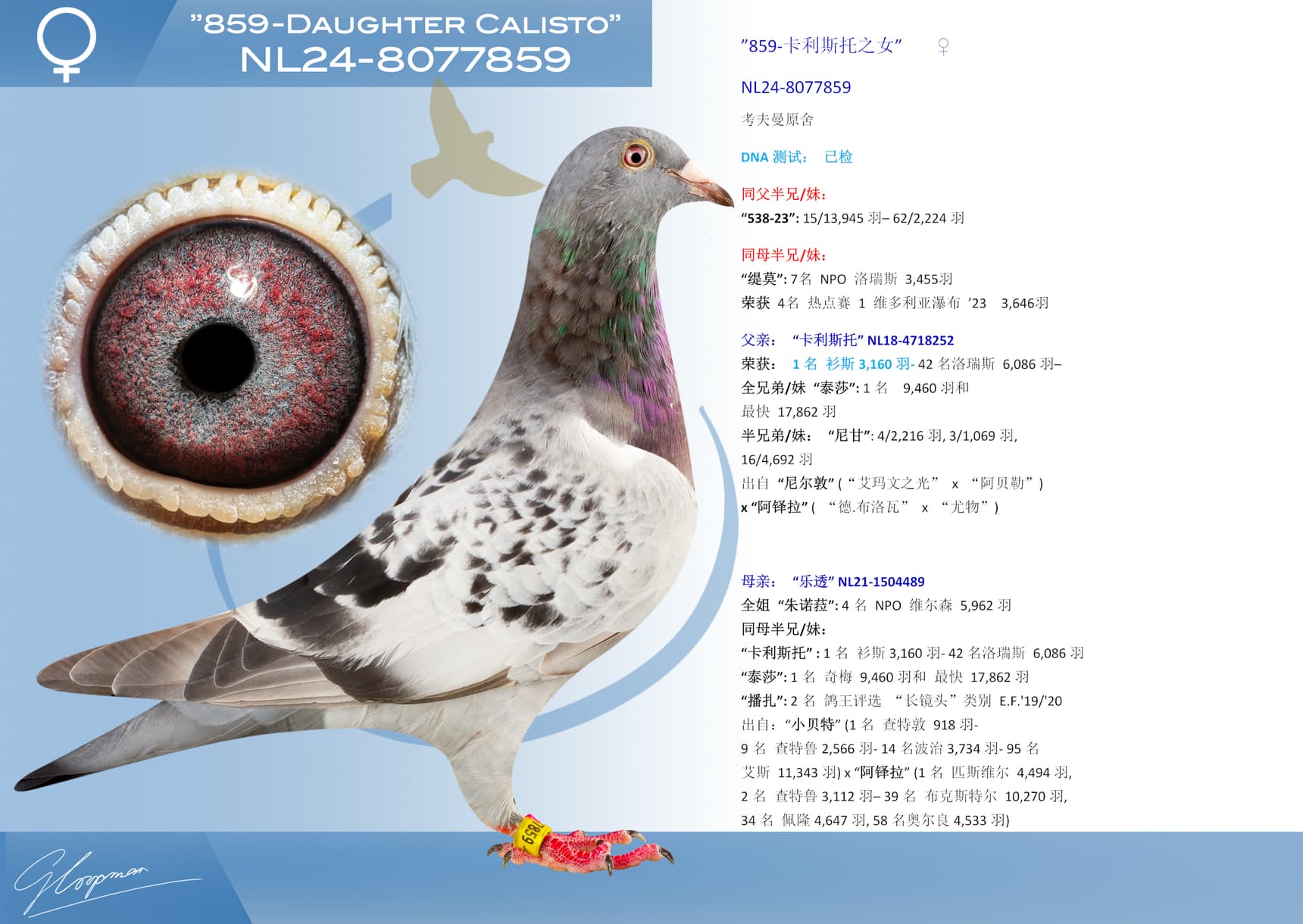 pigeon: ”859-卡利斯托之女”