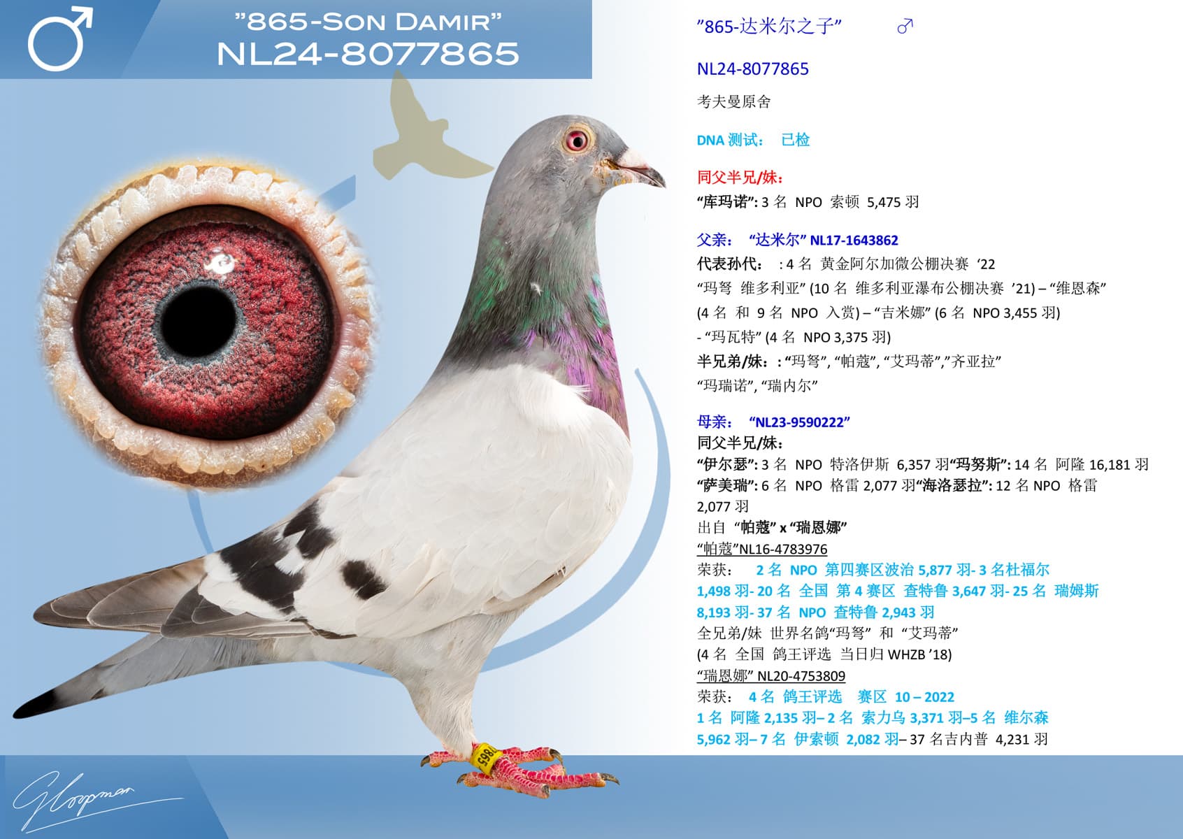pigeon: ”865-达米尔之子”