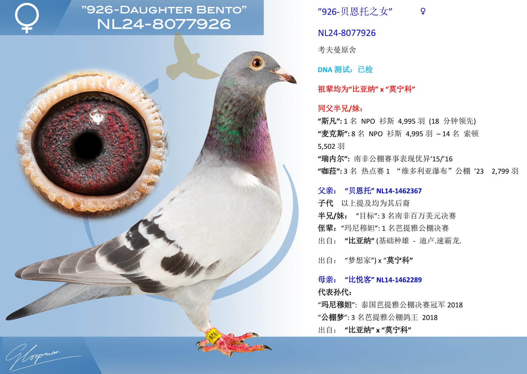 pigeon: undefined