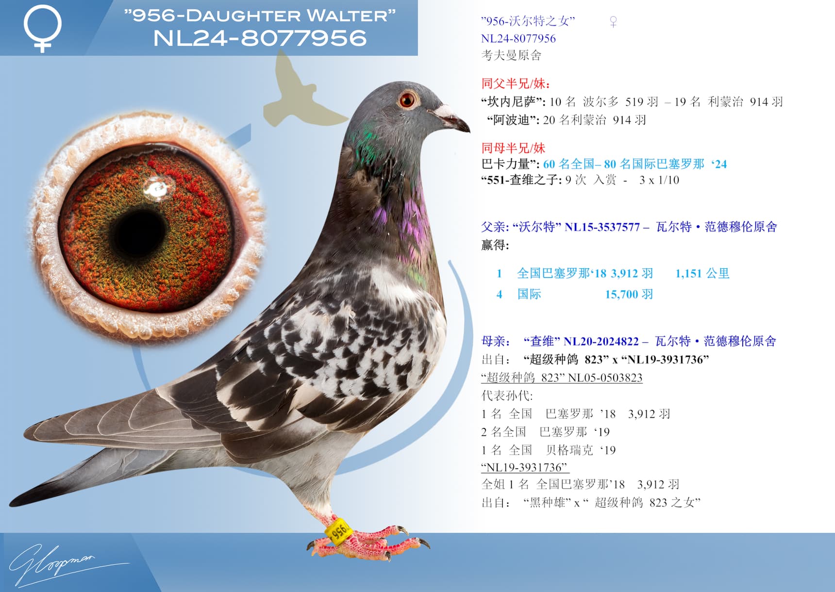 pigeon: undefined