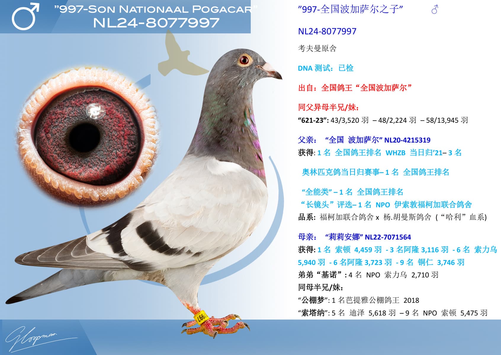 pigeon: undefined