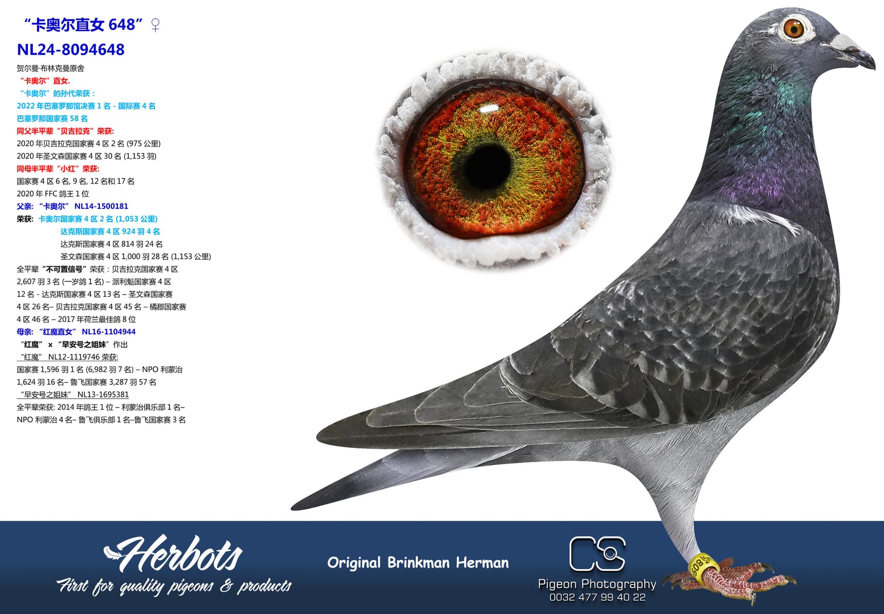 pigeon: “卡奥尔直女648”