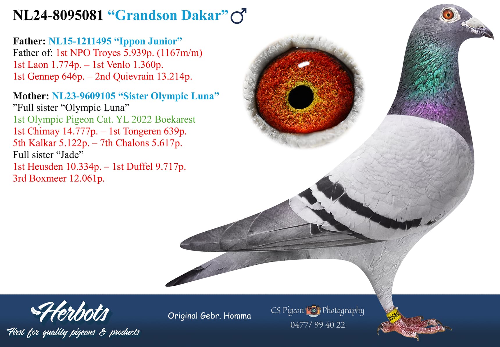 pigeon: "Grandson Dakar"