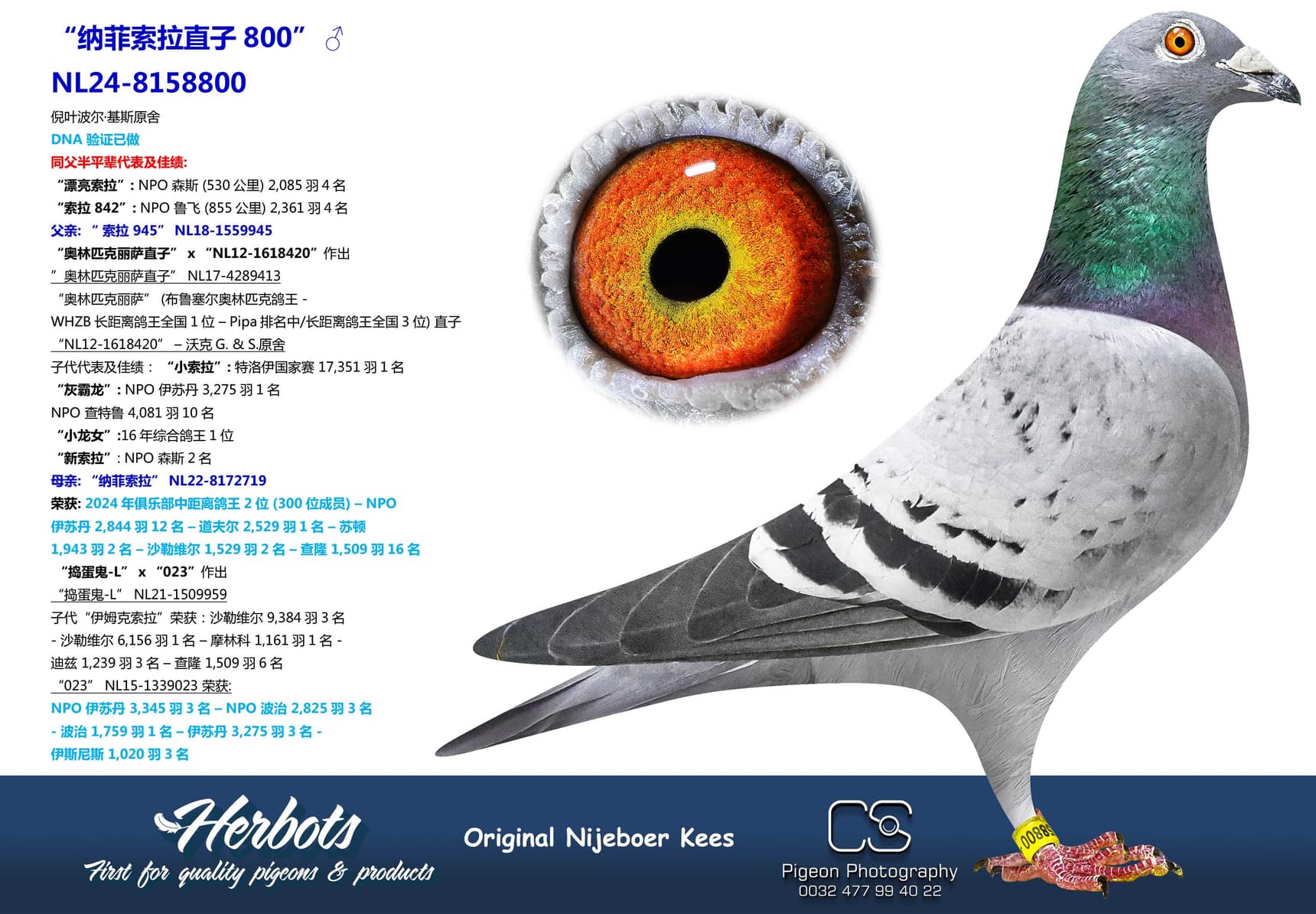 pigeon: “纳菲索拉直子800”