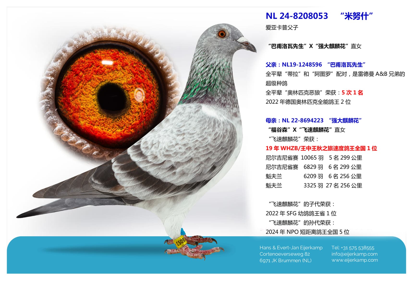 pigeon: “米努什”