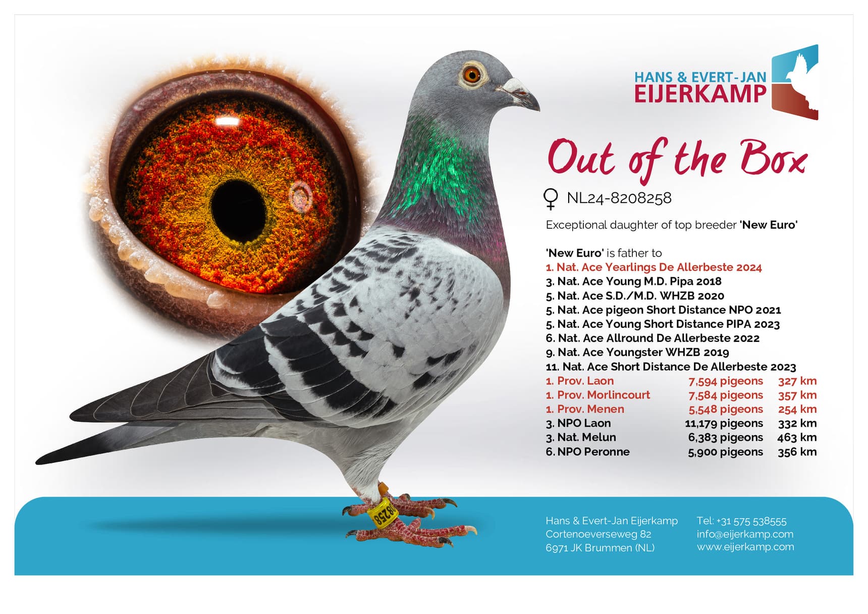 pigeon: "Out of the Box"