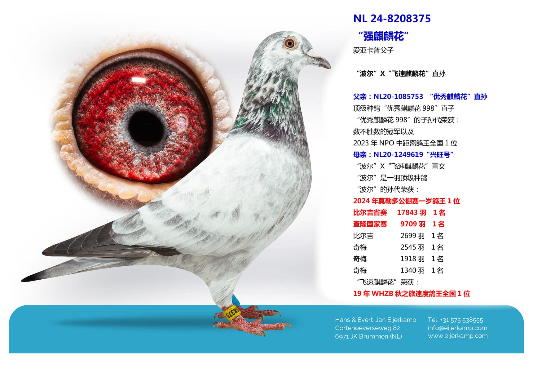 pigeon: “强麒麟花”