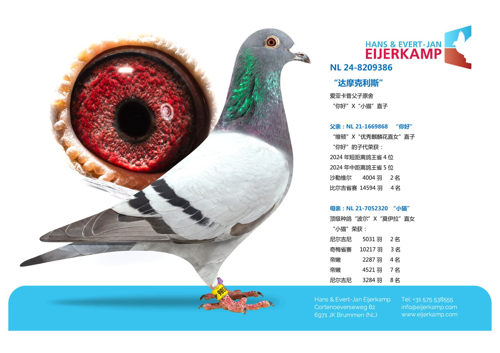 pigeon: undefined